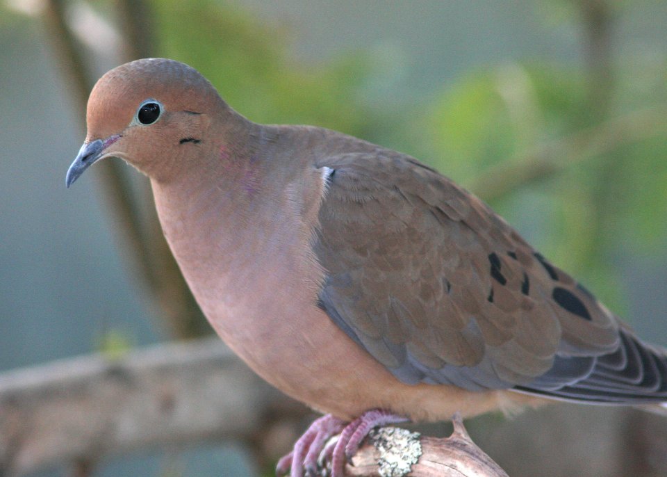 DOVE, MOURNING (10-29-08) morro bay, slo co, ca-1