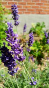 Honeybee lavender photo