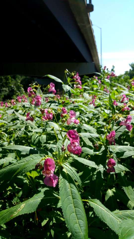 Himalayan balsam by the river