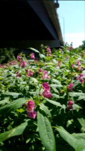 Himalayan balsam by the river