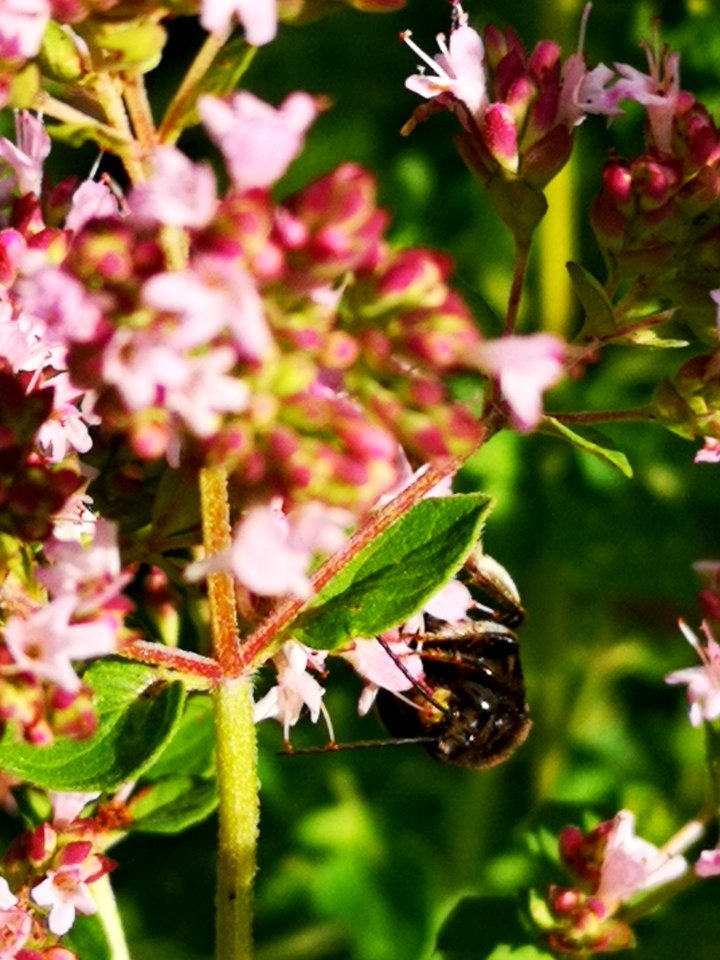 Two-spotted Longhorn bee (Melissodes bimaculatus) visiting oregano flowers (Origanum vulgare)