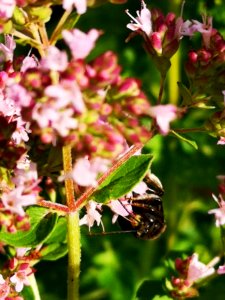Two-spotted Longhorn bee (Melissodes bimaculatus) visiting oregano flowers (Origanum vulgare)