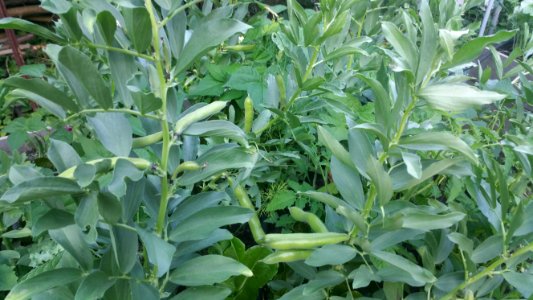 Aprovecho Select fava bean