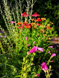 Pink beardtongue (Penstemon Red Rocks), red coneflower (Echinacea 'Cheyenne Spirit'), Russian sage (Perovskia), and cranesbill (Geranium Azure Rush)