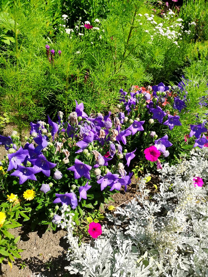 Balloon flower Platycodon grandiflorus