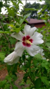 white rose if sharon