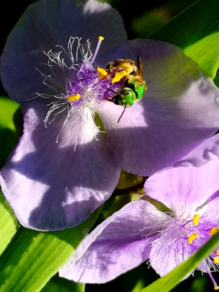 Sweat bee and spiderwort