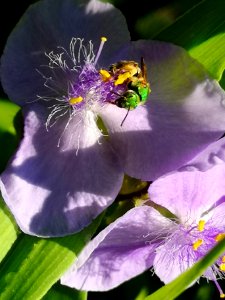 Sweat bee and spiderwort