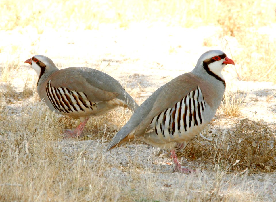 CHUKAR (5-31-09) silver saddle resort, galileo hill, kern co, ca -01