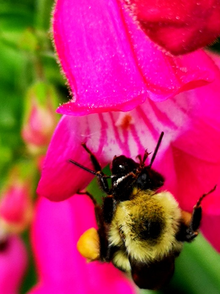 Bumblebee (Bombus) visiting hybrid beardtongue flowers Penstemon Red Rocks
