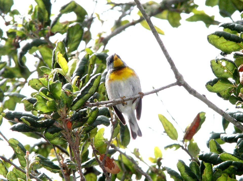 PARULA, NORTHERN (6-5-09) male, cerro alto c g road -01