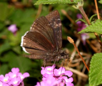 DUSKYWING, FUNEREAL (Erynnis funeralis) (7-21-10) yard, west of patagonia, scco, az -(2)