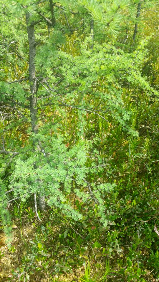 larch and leatherleaf at Sifton bog