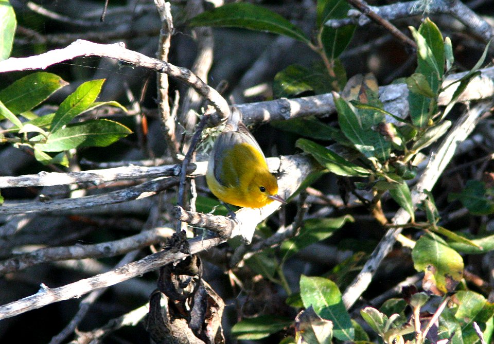WARBLER, PROTHONOTARY (9-23-08) arroyo de la cruz, slo co, ca -04