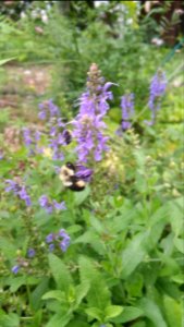 Bumblebees in Salvia nemerosa photo