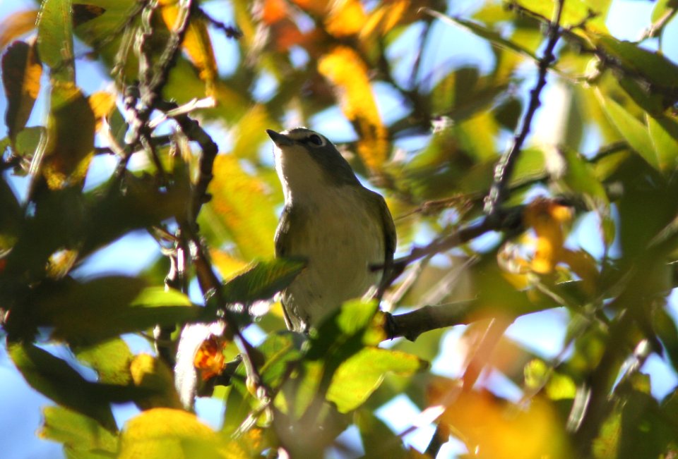 VIREO, BLUE-HEADED (11-17-08) pecho willows, los osos, slo co, ca -03