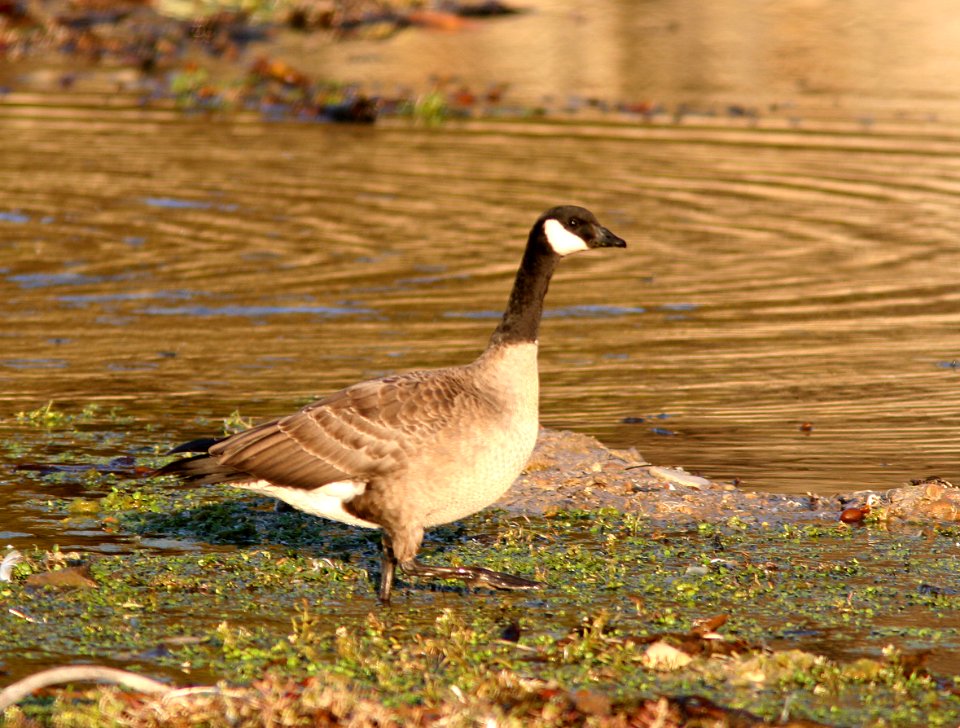 GOOSE, CANADA? (11-12-08) islay creek mouth, slo co, ca -3