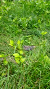 Mourning dove fledgling