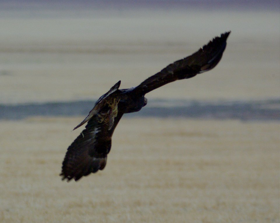 EAGLE, GOLDEN (11-9-08) sub-adult, carrizo plain, slo co, ca -3
