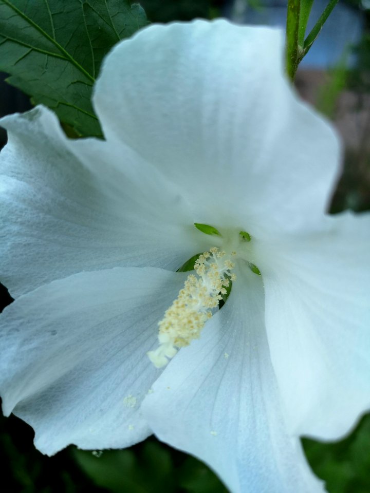 White Hibiscus syriacus