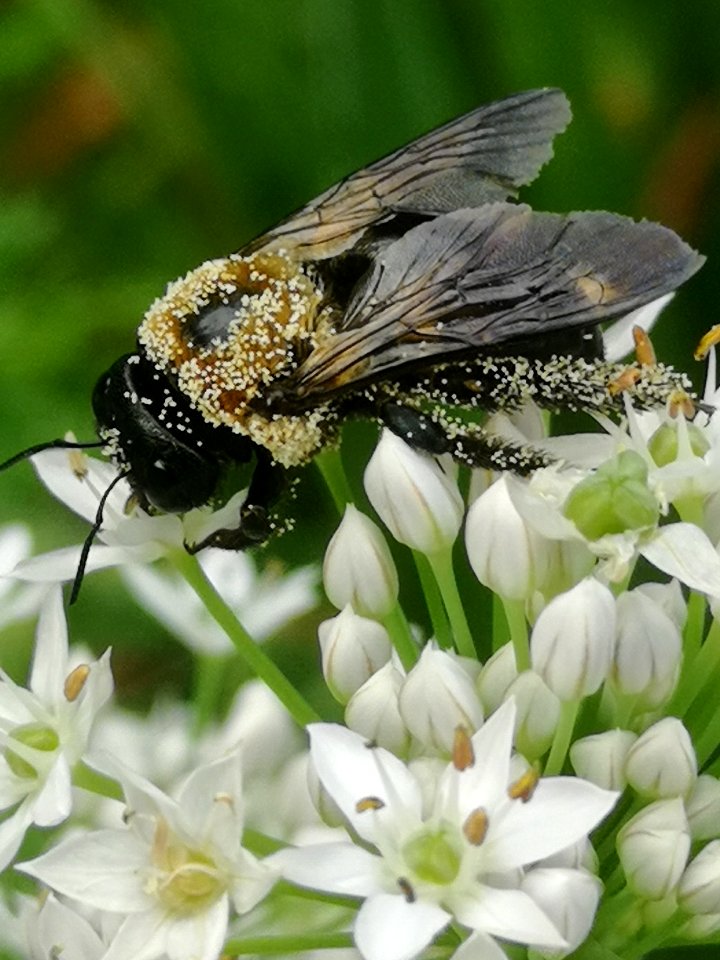 Carpenter bee Xylocopa virginica covered in pollen visiting flowers of garlic chives Allium tuberosum