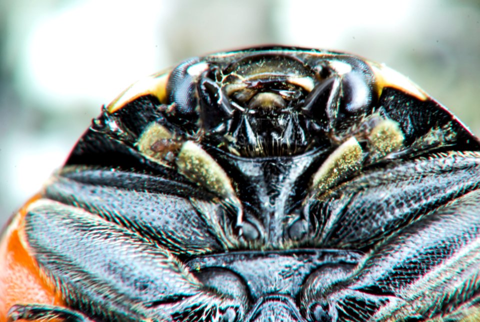 Ladybug closeup