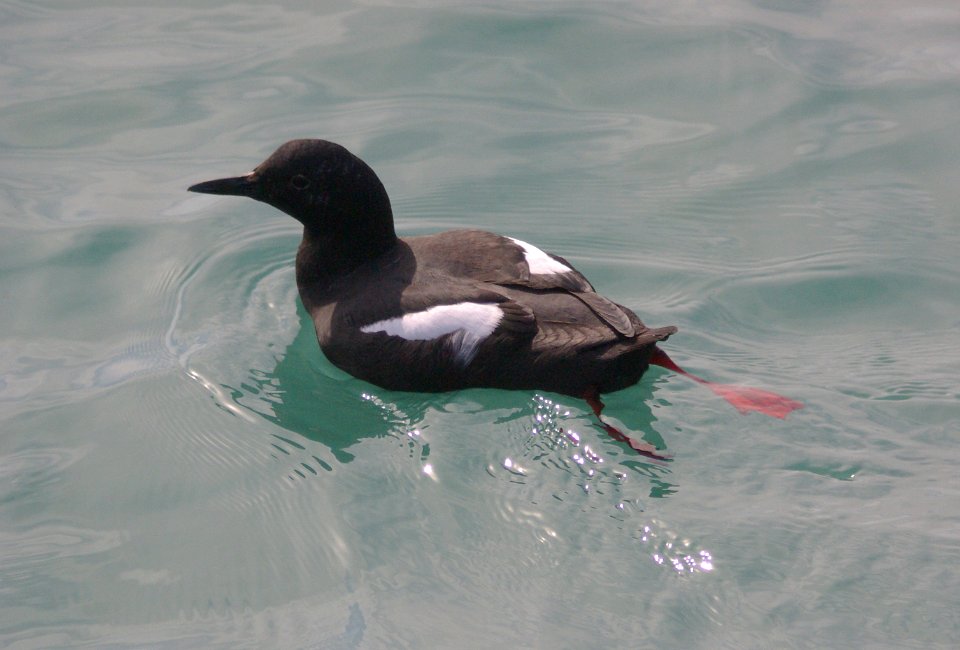 GUILLIMOT, PIGEON (3-11-09) san simeon -09