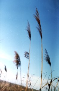 reed flowers in the wind