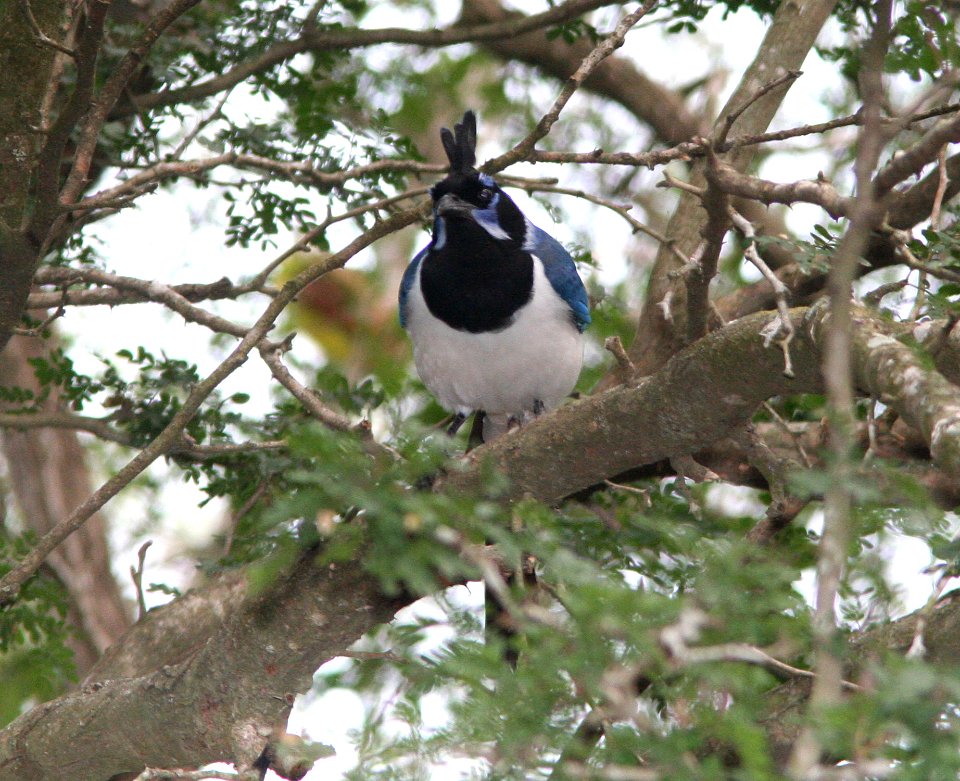 MAGPIE-JAY, BLACK-THROATED (1-11-09) llano grande st pk, weslaco, tx -3
