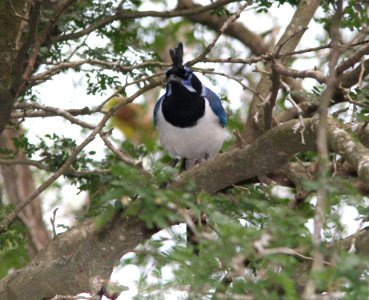 MAGPIE-JAY, BLACK-THROATED (1-11-09) llano grande st pk, weslaco, tx -3