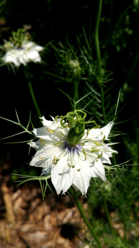 Nigella