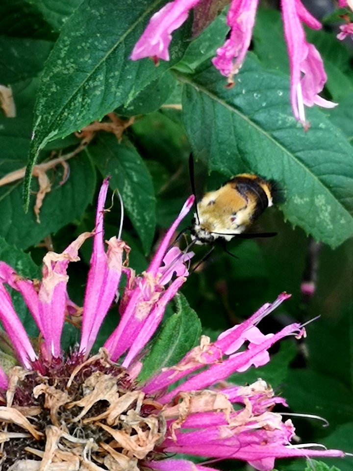 Snowberry clearwing moth (Hemaris diffinis) visiting bee balm (Monarda didyma 'Balmy Pink')