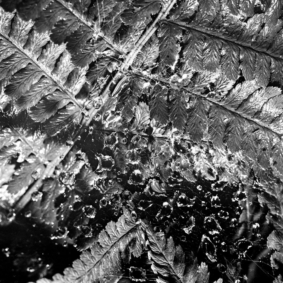 raindrops on fern photo