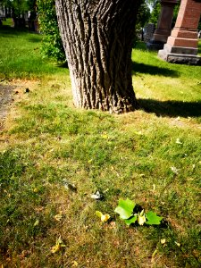 Tulip tree (Liriodendron tulipifera) in bloom. Pretty sure there were cedar waxwing birds in the canopy