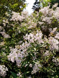 Littleleaf lilac (Syringa sp.)
