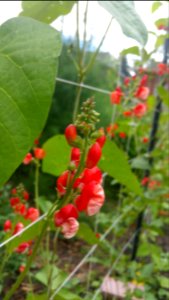 Tenderstar runner beans