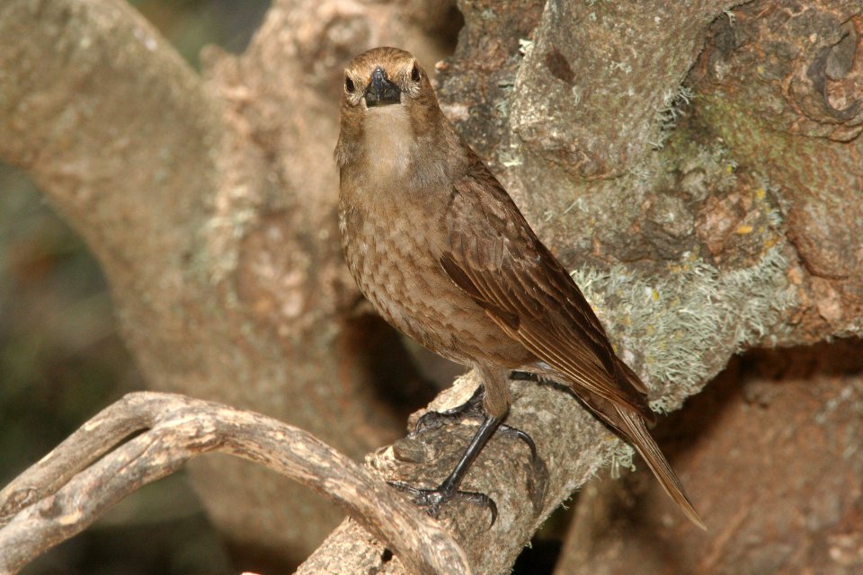 COWBIRD, BROWN-HEADED (5-6-09) fem, canet rd -4
