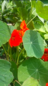 Nasturtium
