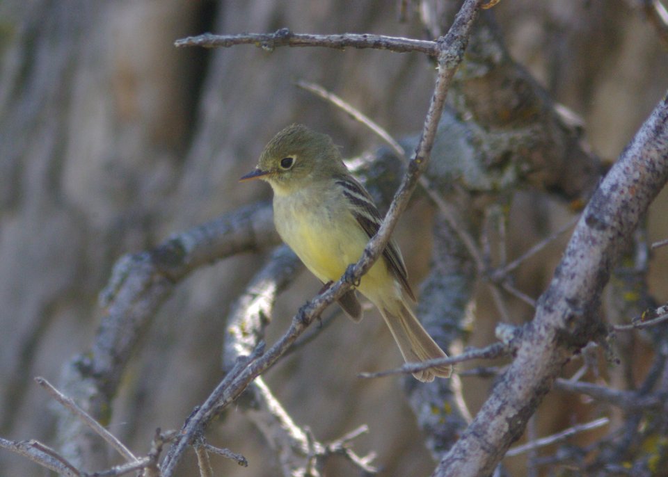FLYCATCHER, PACIFIC-SLOPE (5-10-09) 1.7 mile rd, carrizo -06