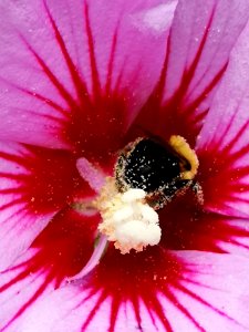 Carpenter bee Xylocopa virginica with pollen visiting rose of Sharon Hibiscus syriacus photo