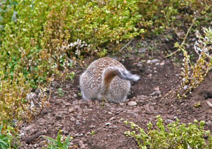ARCTIC GROUND SQUIRREL (spermophilus parryii) (9-2-08) gambell, ak -02