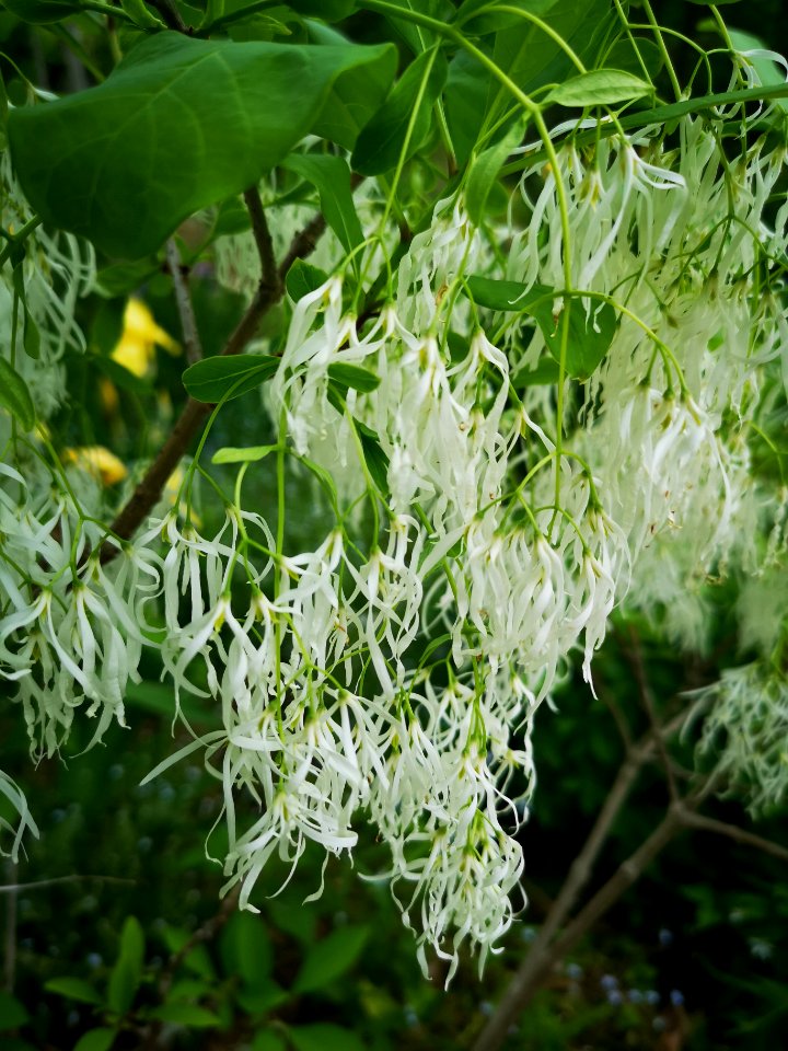 Fringetree (Chionanthus virginicus)