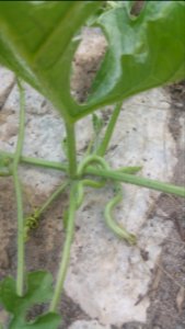 watermelon fruits keep being eaten