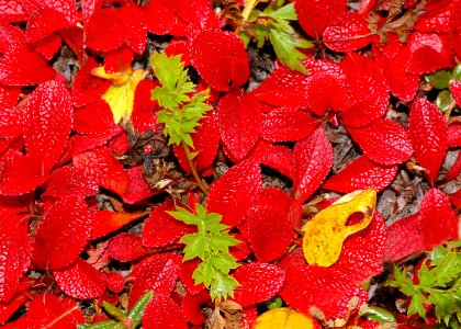 THE BIG ROCK GARDEN