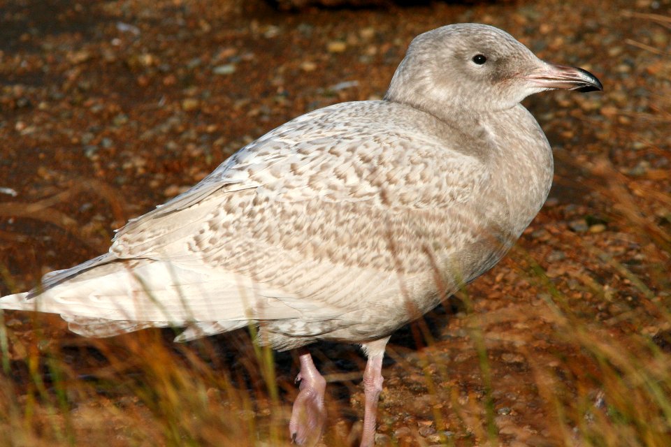 GULL, GLAUCOUS (9-8-08) first summer, Gambell, Ak -01