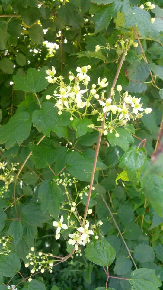 Clematis virginiana Virgin's Bower