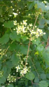 Clematis virginiana Virgin's Bower