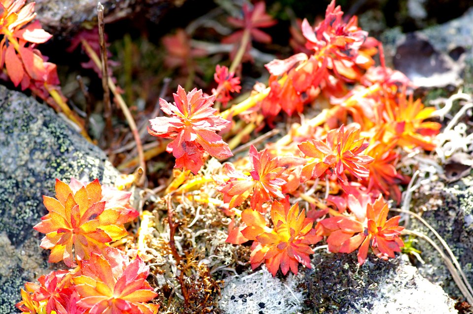 THE BIG ROCK GARDEN