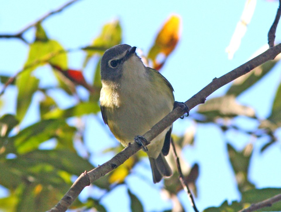 VIREO, BLUE-HEADED (12-3-08) pecho willows, los osos, slo co, ca -08