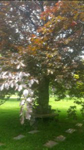 Beech